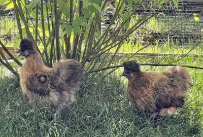 Eine ungewöhnliche Haushuhn-Rasse - Im Auer Zoo der Minis hat man zwei neue Zwergseidenhuhn-Hennen. Foto: Ralf Wendland