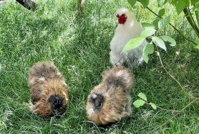 Eine ungewöhnliche Haushuhn-Rasse - Im Auer Zoo der Minis hält man auch Zwergseidenhühner. Foto: Ralf Wendland