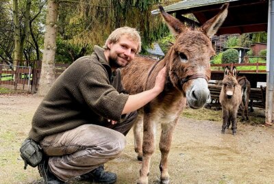 Elio gehört jetzt zu den Auer "Minis" - Zootierpfleger Peter Hömke mit Elio, dem Amerikanischen Miniaturesel, der jetzt im Auer Zoo der Minis eingezogen ist. Foto: Ralf Wendland