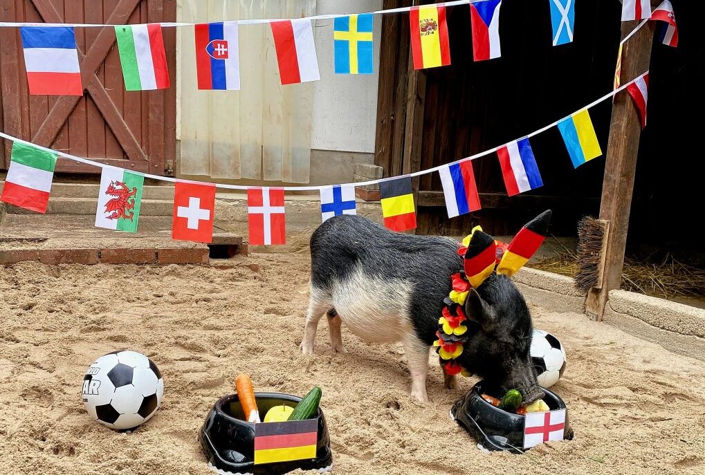 Minischweinchen Rudi aus dem Auer Zoo der Minis hat sich diesmal für den Futternapf mit englischer Flagge entschieden. Foto: Ralf Wendland