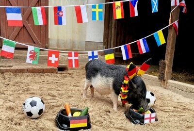 EM-Orakel Rudi hat Tipp für Achtelfinale abgegeben - Minischweinchen Rudi aus dem Auer Zoo der Minis hat sich diesmal für den Futternapf mit englischer Flagge entschieden. Foto: Ralf Wendland