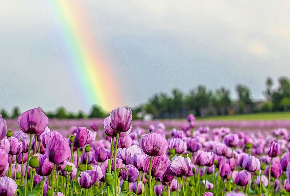 Endspurt für Mohnblüten - Fotografenglück: Mohnfeld mit Regenbogen. Foto: Markus Pfeifer