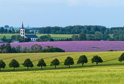 Endspurt für Mohnblüten - Blick auf das Mohnfeld und die Callenberger Kirche. Foto: Markus Pfeifer