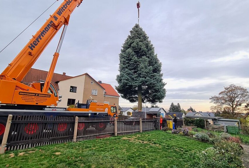 Entscheidung getroffen: Zwickauer Weihnachtsbaum steht fest - Die 22 Meter hohe Colorado Tanne ist der neue Zwickauer Weihnachtsbaum. Foto: Mike Müller