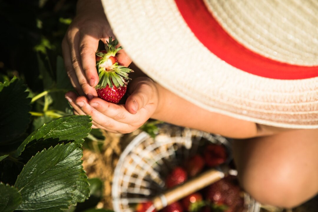 Erdbeeren selber pflücken: So gelingt das Familien-Erlebnis - Ein Tag auf dem Erdbeerfeld ist ein riesiger Spaß für die Kleinen.