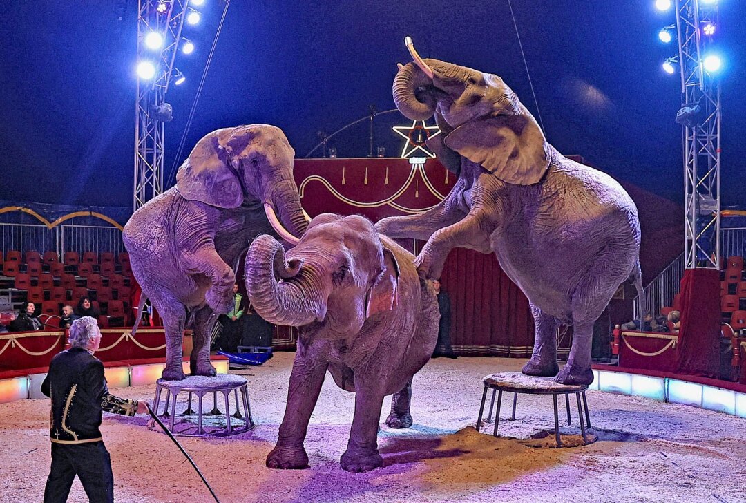 Erfolgreiche Premiere im Weihnachtszirkus am Plauen Park - Zu den Programm-Highlights gehört die Elefantengruppe von Hardy Weisheit. Foto: Thomas Voigt