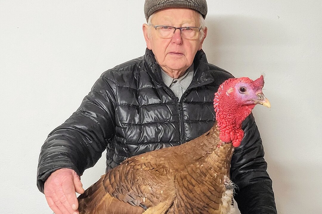 Erfolgreicher Züchter ist dem Geflügel seit 75 Jahren treu - Siegfried Schulze (86), hier mit einem kupferfarbigen Truthahn, wird auf der Ausstellung vertreten sein. Er blickt auf Jahre 75 Vereinszugehörigkeit zurück und ist einer der erfolgreichsten Züchter des Vereins. Foto: Max Schulze