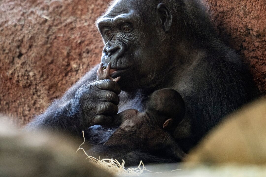 Erneut Gorilla-Baby im Prager Zoo geboren - Die Gorilla-Dame Kijivu kümmert sich um ihr Kind.
