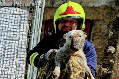 Erneute Tierrettung in Annaberg-Buchholz: Feuerwehr rettet Hund aus Grube - Die Feuerwehr musste erneut einen Hund retten. Bildrechte: Bernd März