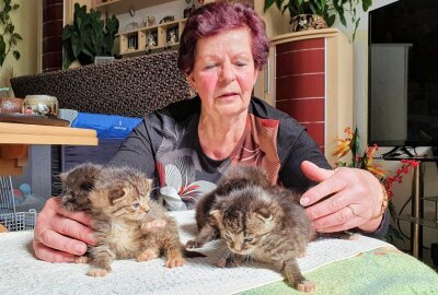 Erst fast verhungert: Katzenjungen aus Großolbersdorf finden neues Zuhause - Bei Judith und Luise Weber sind Felix und Charlie nun in guten Händen. Foto: Andreas Bauer
