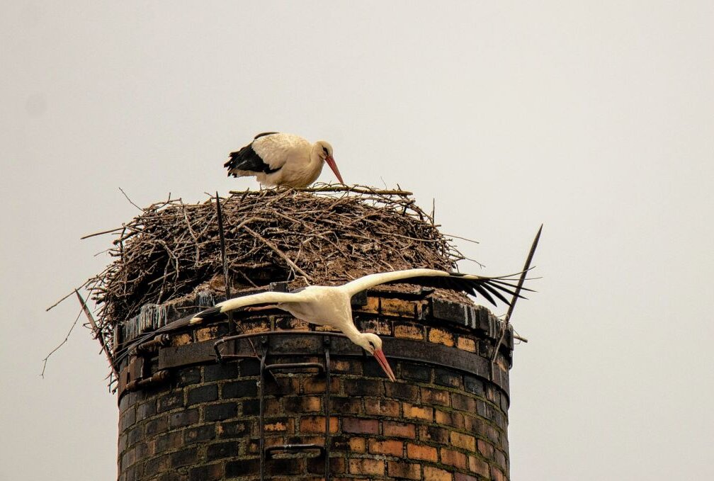 Sind die Nestbewohner des Vorjahres schon zurück? Foto: A.Büchner/Archiv