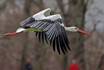 Erster Storch gesichtet: Ist der Frühling in Sicht? - In Glauchau wurde der erste Storch gesichtet. Foto: Andreas Kretschel
