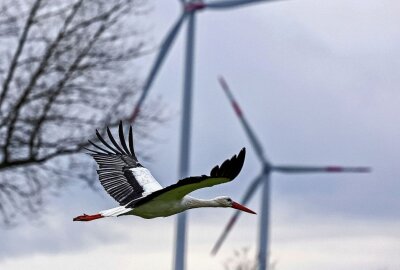 Erster Storch gesichtet: Ist der Frühling in Sicht? - In Glauchau wurde der erste Storch gesichtet. Foto: Andreas Kretschel