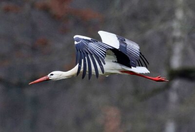 Erster Storch in Waldenburg! - Foto: Andreas Kretschel