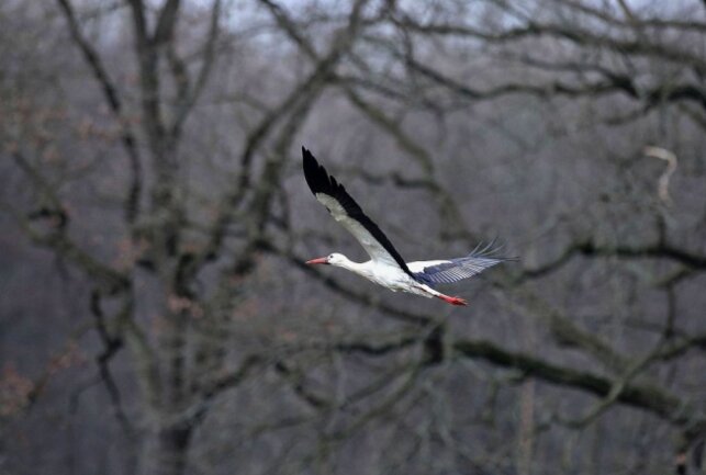Erster Storch in Waldenburg! - Foto: Andreas Kretschel