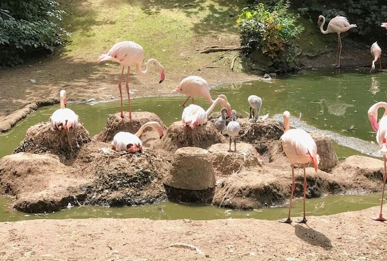 Erstmals Flamingo-Nachwuchs im Chemnitzer Tierpark - Flamigos mit dem Nachwuchs. Foto: Dr. Anja Dube