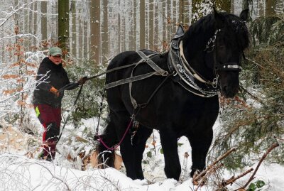 Erzgebirgische Holzrücker machen Staatsminister neidisch - Mit ihrem Pferd kommt Ines Bruchhold auch an schwer erreichbare Stellen im Wald. Foto: Andreas Bauer
