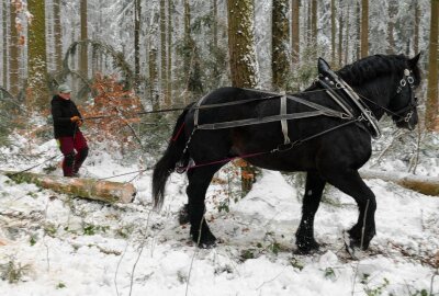 Erzgebirgische Holzrücker machen Staatsminister neidisch - Neben der Kraft des Pferdes ist die Geschicklichkeit der Holzrückerin gefragt, um die Baumstämme zu transportieren. Foto: Andreas Bauer