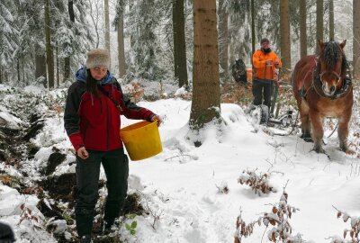 Erzgebirgische Holzrücker machen Staatsminister neidisch - In den freigelegten Mineralboden werden nach dem Pflügen Samen eingebracht. Foto: Andreas Bauer