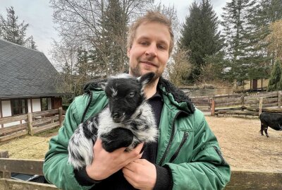 Es gibt bereits Nachwuchs bei den Ouessant-Schafen - Zootierpfleger Peter Hömke mit dem Nachwuchs der Ouessant-Schafe. Foto: Ralf Wendland