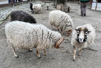 Es gibt bereits Nachwuchs bei den Ouessant-Schafen - Zu den Bewohnern im Auer Zoo der Minis gehören auch Ouessant-Schafe - dort gibt es aktuell Nachwuchs. Foto: Ralf Wendland