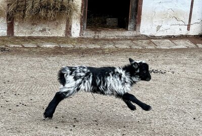 Es gibt bereits Nachwuchs bei den Ouessant-Schafen - Zu den Bewohnern im Auer Zoo der Minis gehören auch Ouessant-Schafe - dort gibt es aktuell Nachwuchs. Foto: Ralf Wendland