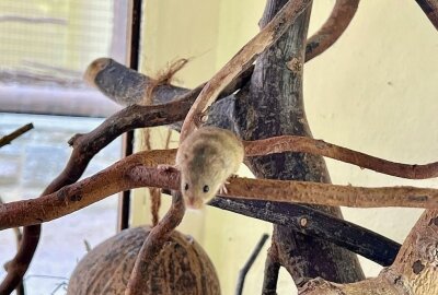 Eurasische Zwergmaus ist ein wahrer Winzling - Im Auer Zoo der Minis zuhause sind auch Vertreter der Eurasischen Zwergmaus zuhause. Foto: Ralf Wendland