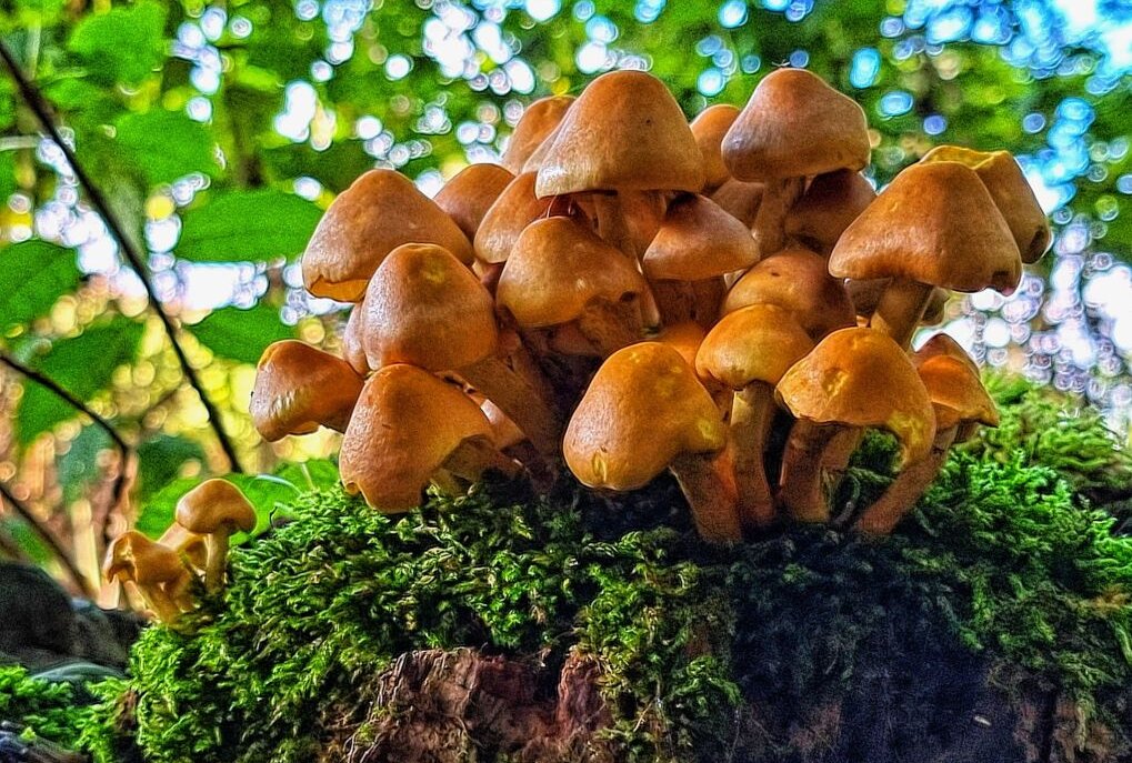 Eure schönsten Bilder vom Pilze sammeln - Foto: Sabine Fritzsche