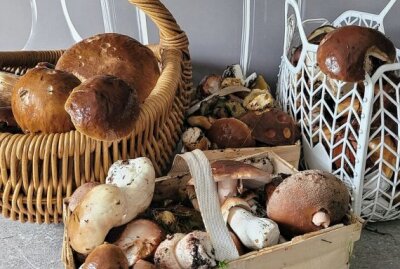 Eure schönsten Bilder vom Pilze sammeln - Foto: Kerstin Petzold