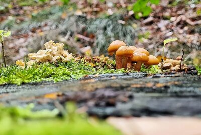 Eure schönsten Bilder vom Pilze sammeln - Foto: Kati Mischok