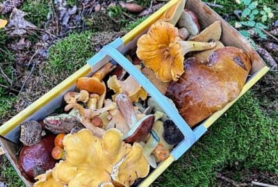 Eure schönsten Bilder vom Pilze sammeln - Foto: Könich Flatus