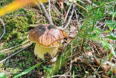 Eure schönsten Bilder vom Pilze sammeln - Foto: Susan Eberle