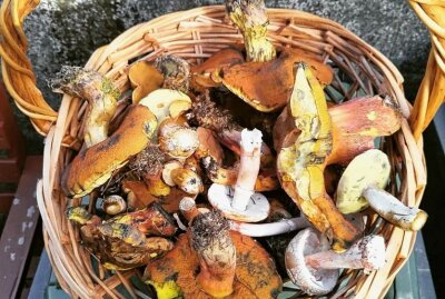 Eure schönsten Bilder vom Pilze sammeln - Foto: Heiko Kien