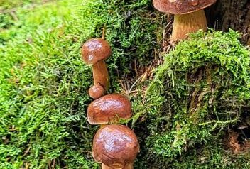 Eure schönsten Bilder vom Pilze sammeln - Foto: Caro Lin Wo