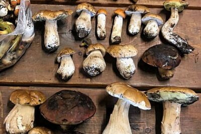 Eure schönsten Bilder vom Pilze sammeln - Foto: Su Si