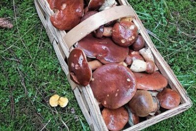 Eure schönsten Bilder vom Pilze sammeln - Foto: Ilka Wildenhain