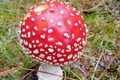 Eure schönsten Bilder vom Pilze sammeln - Foto:Lenka Šilhavá