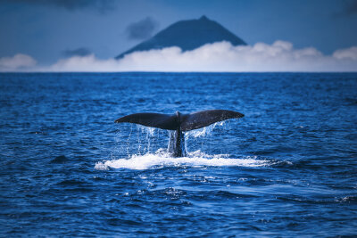 Europäisches Hawaii: Urlaub auf den Azoren - Wale-Watching vor der Azoren-Insel Pico. Wale und Delfine bekommt man hier leicht vor die Linse.