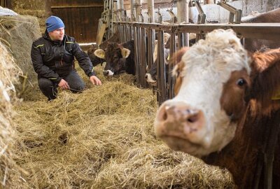 Familienbetrieb aus dem Erzgebrige gewinnt Fördermittel bei Kreativwettbewerb - Sebastian Oehme und seine Familie haben auch Rinder im Bestand. Foto: Jan Görner