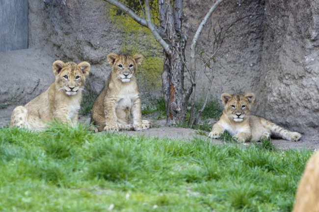 Die drei Löwenjungtiere wurden Anfang 2020 im Leipziger Zoo geboren und wurden von Mutter Kigali getrennt, da sie sich wiederholt aggressiv gezeigt hatte und zuvor Jungtiere getötet hatte. 