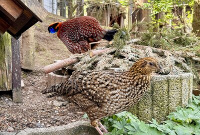Farbenpracht: Bunte Vögel fühlen sich im Zoo der Minis Aue wohl - Im Auer Zoo der Minis leben auch Temminck-Tragopane. Foto: Ralf Wendland