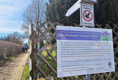 Faszination der Drebacher Krokusse ist zurück - Ein drei Kilometer langer Wanderweg namens Krokusschleife führt Besucher durchs Dorf. Foto: Andreas Bauer