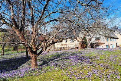 Faszination der Drebacher Krokusse ist zurück - In vielen Gärten sind wahre Blütenteppiche entstanden. Foto: Andreas Bauer