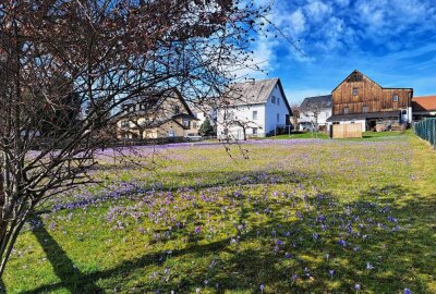 Faszination der Drebacher Krokusse ist zurück - Die Anwohner sind es gewöhnt, das Touristen die Wiesen in ihren Gärten bestaunen. Foto: Andreas Bauer