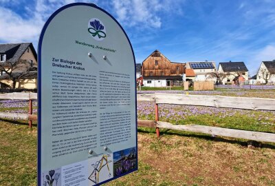 Faszination der Drebacher Krokusse ist zurück - Info-Tafeln liefern nähere Auskunft zum Wahrzeichen der Gemeinde. Foto: Andreas Bauer