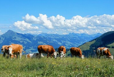 Ferientipp: Urlaub in Tirol - Auf einer Alm. Foto: Maik Bohn