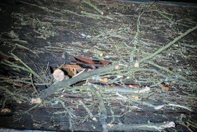 Feuerwehr verhindert Unglück in Aue: Baum war in Schieflage - Auch das Dach des Schuppens wurde vom herabfallenden Baum beschädigt. Foto. Niko Mutschmann