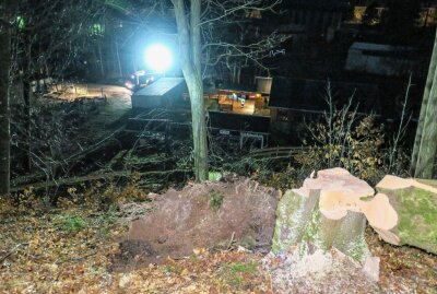 Feuerwehr verhindert Unglück in Aue: Baum war in Schieflage - Der eine Baum ließ sich unkompliziert zur Seite abfällen. Foto: Niko Mutschmann