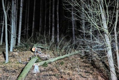 Feuerwehr verhindert Unglück in Aue: Baum war in Schieflage - Geschafft! Foto: Niko Mutschmann