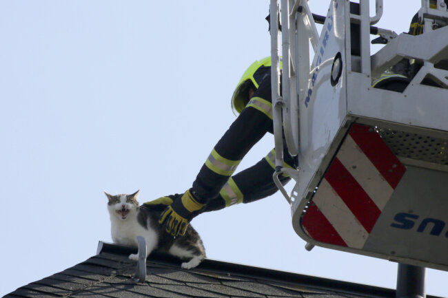Feuerwehreinsatz: Ausgerissene Katze wird von Krähen attackiert - Katzenrettung in Chemnitz. 